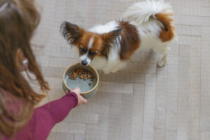 Beeztees DBL Köpek Mama Su Kabı, Seramik, Yeşil, 13,5cm, 500ml - 8