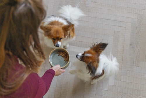 Beeztees DBL Köpek Mama Su Kabı, Seramik, Yeşil, 13,5cm, 500ml - 4