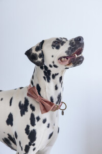 Beeztees DBL Köpek Papyonu, Kadife, Pembe, 12cm - 2