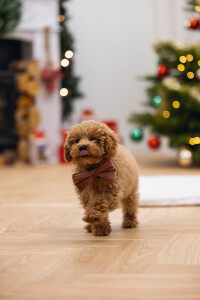 Beeztees DBL Köpek Papyonu, Kadife, Pembe, 9cm - 5