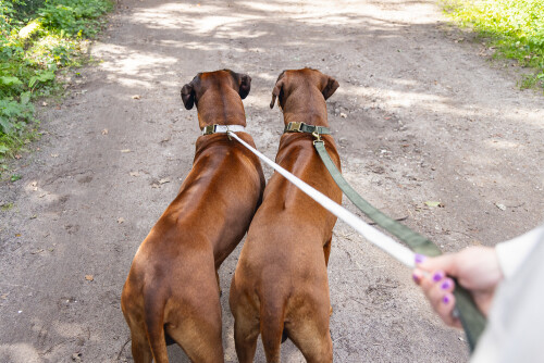 Beeztees DBL Köpek Tasması, Kadife, Gri, 48-70cm, 25mm - 7