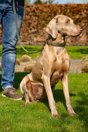 Beeztees DBL Köpek Tasması, Kadife, Nefti, 48-70cm, 25mm - 5