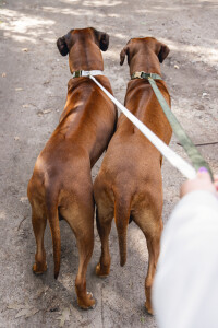 Beeztees DBL Köpek Tasması, Kadife, Nefti, 48-70cm, 25mm - 7