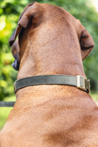 Beeztees DBL Köpek Tasması, Kadife, Nefti, 48-70cm, 25mm - 2