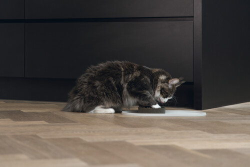 Beeztees DBL Mama Su Kabı Servisi, Silikon, Kaymaz, Bej, 45x25x1,5cm - 5