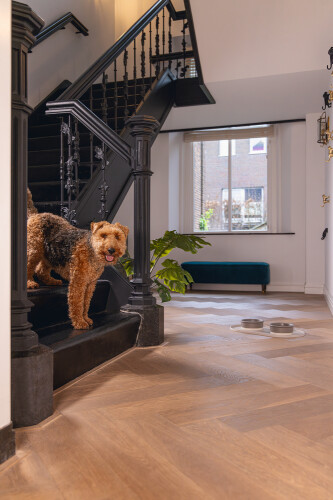 Beeztees DBL Mama Su Kabı Servisi, Silikon, Kaymaz, Bej, 55x30x1,7cm - 6