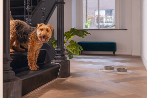 Beeztees DBL Mama Su Kabı Servisi, Silikon, Kaymaz, Bej, 55x30x1,7cm - 7