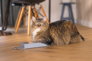 Beeztees Kedi Karton Tırmalama, Mavi, 45cm - 2