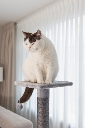 Beeztees Kedi Köşe Tırmalama ve Oyun Evi, Gri, 40x40x135cm - 7