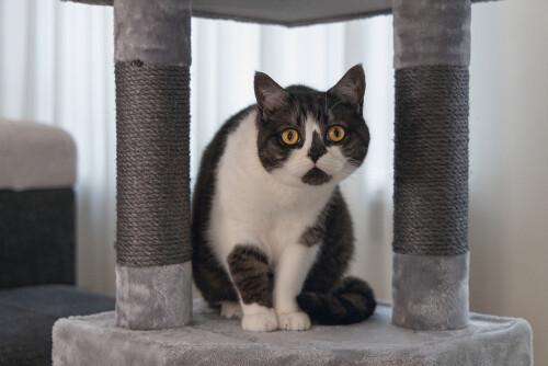 Beeztees Kedi Köşe Tırmalama ve Oyun Evi, Gri, 40x40x135cm - 8