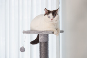 Beeztees Kedi Köşe Tırmalama ve Oyun Evi, Gri, 40x40x135cm - 11