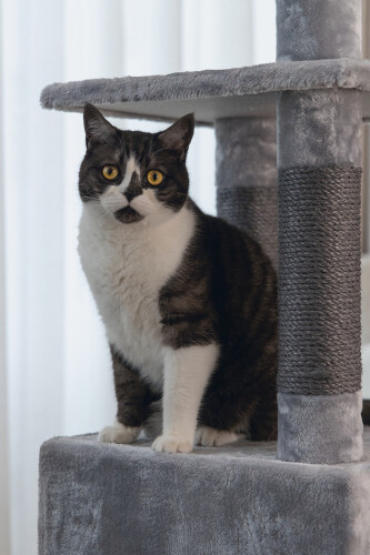 Beeztees Kedi Köşe Tırmalama ve Oyun Evi, Gri, 40x40x135cm - 14