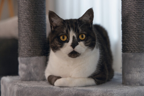 Beeztees Kedi Köşe Tırmalama ve Oyun Evi, Gri, 40x40x135cm - 21