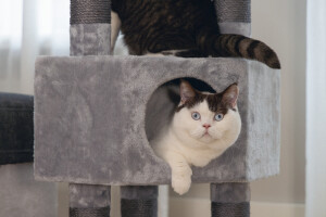 Beeztees Kedi Köşe Tırmalama ve Oyun Evi, Gri, 40x40x135cm - 5