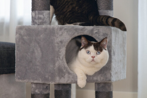 Beeztees Kedi Köşe Tırmalama ve Oyun Evi, Gri, 40x40x135cm - 5