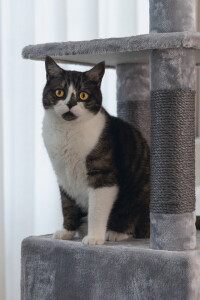 Beeztees Kedi Köşe Tırmalama ve Oyun Evi, Gri, 40x40x135cm - 14