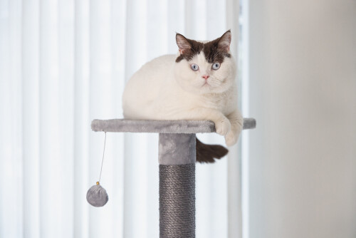 Beeztees Kedi Köşe Tırmalama ve Oyun Evi, Gri, 40x40x135cm - 16