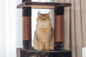 Beeztees Kedi Köşe Tırmalama ve Oyun Evi, Kahverengi, 40x40x135cm - 6