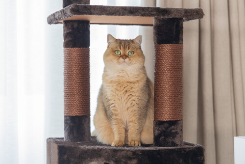 Beeztees Kedi Köşe Tırmalama ve Oyun Evi, Kahverengi, 40x40x135cm - 6