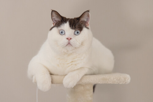 Beeztees Kedi Köşe Tırmalama ve Oyun Evi, Krem, 40x40x135cm - 9