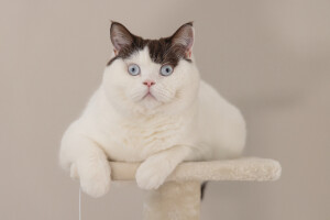 Beeztees Kedi Köşe Tırmalama ve Oyun Evi, Krem, 40x40x135cm - 9