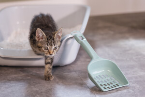 Beeztees Kedi Kumu Küreği, Açık Yeşil, 27x11x5cm - 3