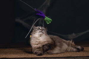Beeztees Kedi Oltası, Peluş Oyuncaklı, Çeşitli Renklerde, 40cm - 10