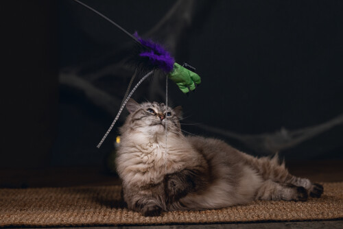 Beeztees Kedi Oltası, Peluş Oyuncaklı, Çeşitli Renklerde, 40cm - 10