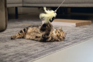 Beeztees Kedi Oltası, Tüylü, 45cm - 3