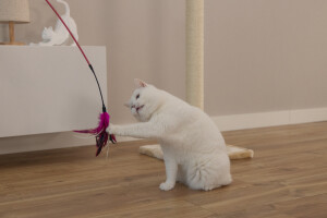 Beeztees Kedi Oltası, Tüylü, Çeşitli Renklerde, - 3