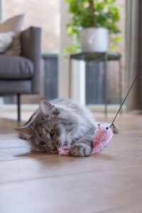 Beeztees Kedi Oltası, Zilli, Peluş Ahtapot, - 3