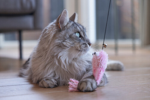 Beeztees Kedi Oltası, Zilli, Peluş Ahtapot, - 2