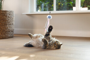 Beeztees Kedi Oltası, Zilli, Tüylü Top ve Kurdelalar, - 11