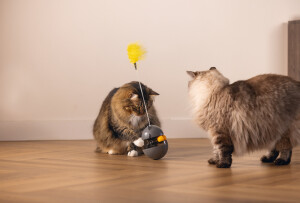 Beeztees Kedi Oyuncağı, Hacıyatmaz, İçinde Top, Ucunda Tüy, 10x10x42cm - 7