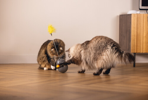 Beeztees Kedi Oyuncağı, Hacıyatmaz, İçinde Top, Ucunda Tüy, 10x10x42cm - 3