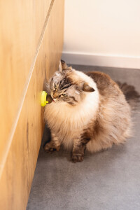 Beeztees Kedi Oyuncağı, Kediotu Topları, 3 Adet, 5x5x4cm - 4