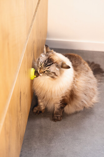 Beeztees Kedi Oyuncağı, Kediotu Topları, 3 Adet, 5x5x4cm - 4