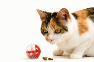 Beeztees Kedi Oyuncağı, Oyun ve Ödül Topu, 5,5cm - 2