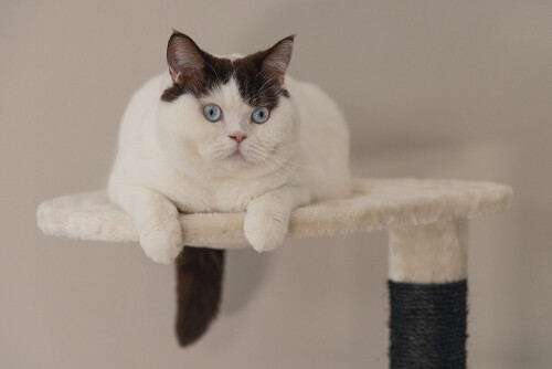 Beeztees Kedi Tırmalama ve Oyun Evi, Krem, 50x50x123cm - 12