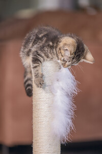 Beeztees Kedi Tırmalama ve Oyuncağı, Gri, 35x35x53cm - 3