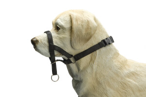 Beeztees Köpek Eğitim Tasması, Baş Kontrollu, Siyah, XS - 1
