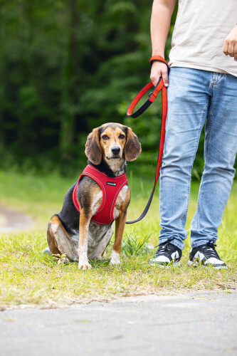 Beeztees Köpek Göğüs Tasması, Neopren, Kırmızı, M, 41-46cm - 5