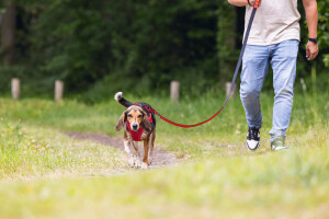 Beeztees Köpek Göğüs Tasması, Neopren, Kırmızı, M, 41-46cm - 6