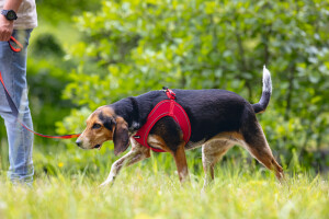 Beeztees Köpek Göğüs Tasması, Neopren, Kırmızı, M, 41-46cm - 7