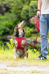 Beeztees Köpek Göğüs Tasması, Neopren, Kırmızı, M, 41-46cm - 8