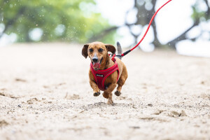 Beeztees Köpek Göğüs Tasması, Neopren, Kırmızı, S, 38-44cm - 8