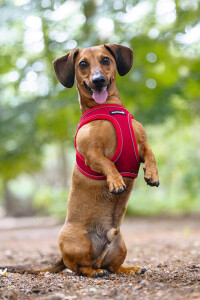 Beeztees Köpek Göğüs Tasması, Neopren, Kırmızı, S, 38-44cm - 10