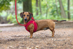 Beeztees Köpek Göğüs Tasması, Neopren, Kırmızı, S, 38-44cm - 9