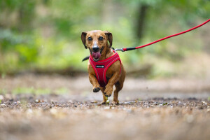 Beeztees Köpek Göğüs Tasması, Neopren, Kırmızı, XS, 30-35cm - 7