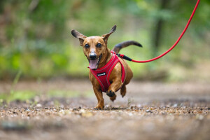 Beeztees Köpek Göğüs Tasması, Neopren, Kırmızı, XS, 30-35cm - 9